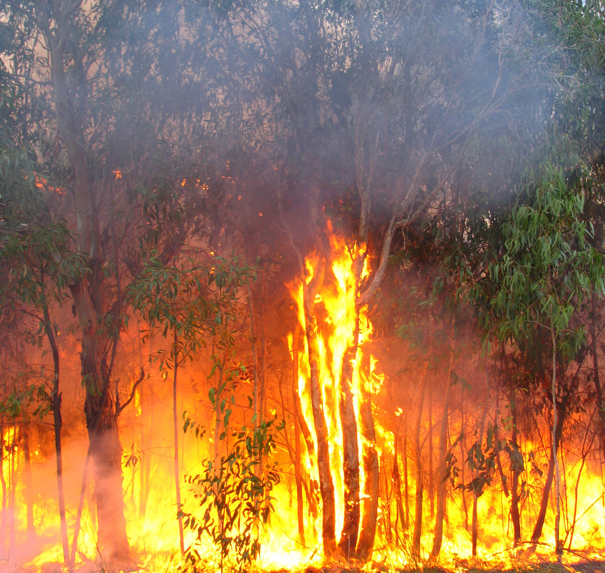 Australia’s Deadly Wildfires “Unprecedented” WHITLEY